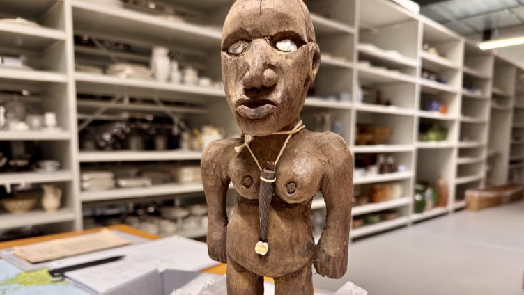 Menschliche Schädel in der Sammlung